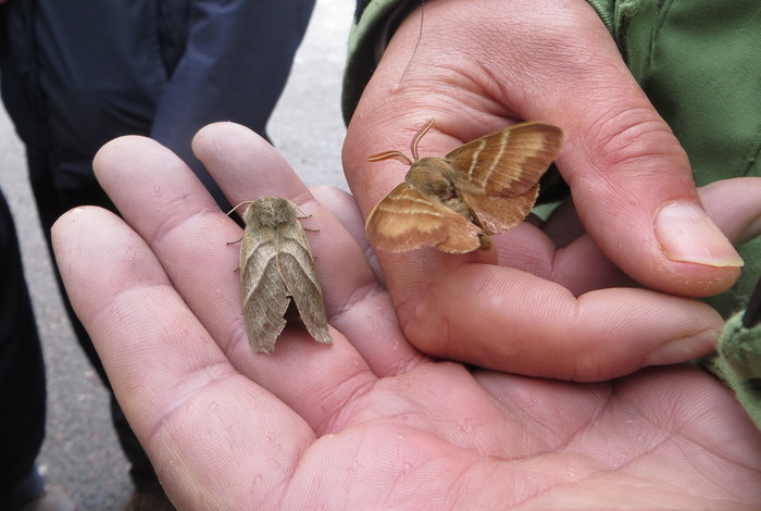 moth