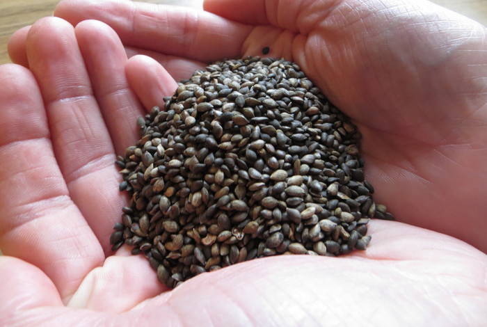 2016 05 07 Glen Nevis Pine Seed