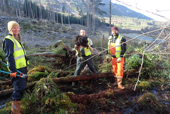 Charlotte Andrew Bryon removing Rhoddy rootplate (1)