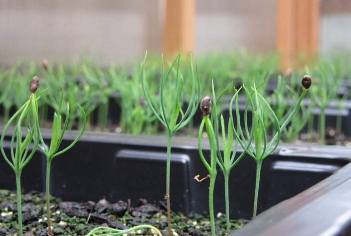 Seedlings