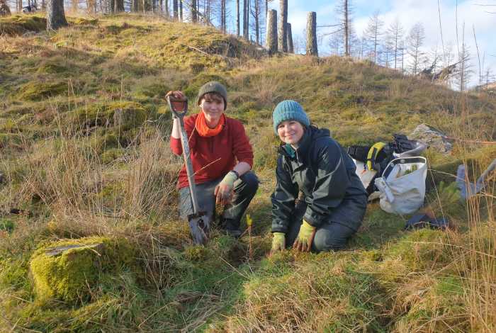 Tree planting 