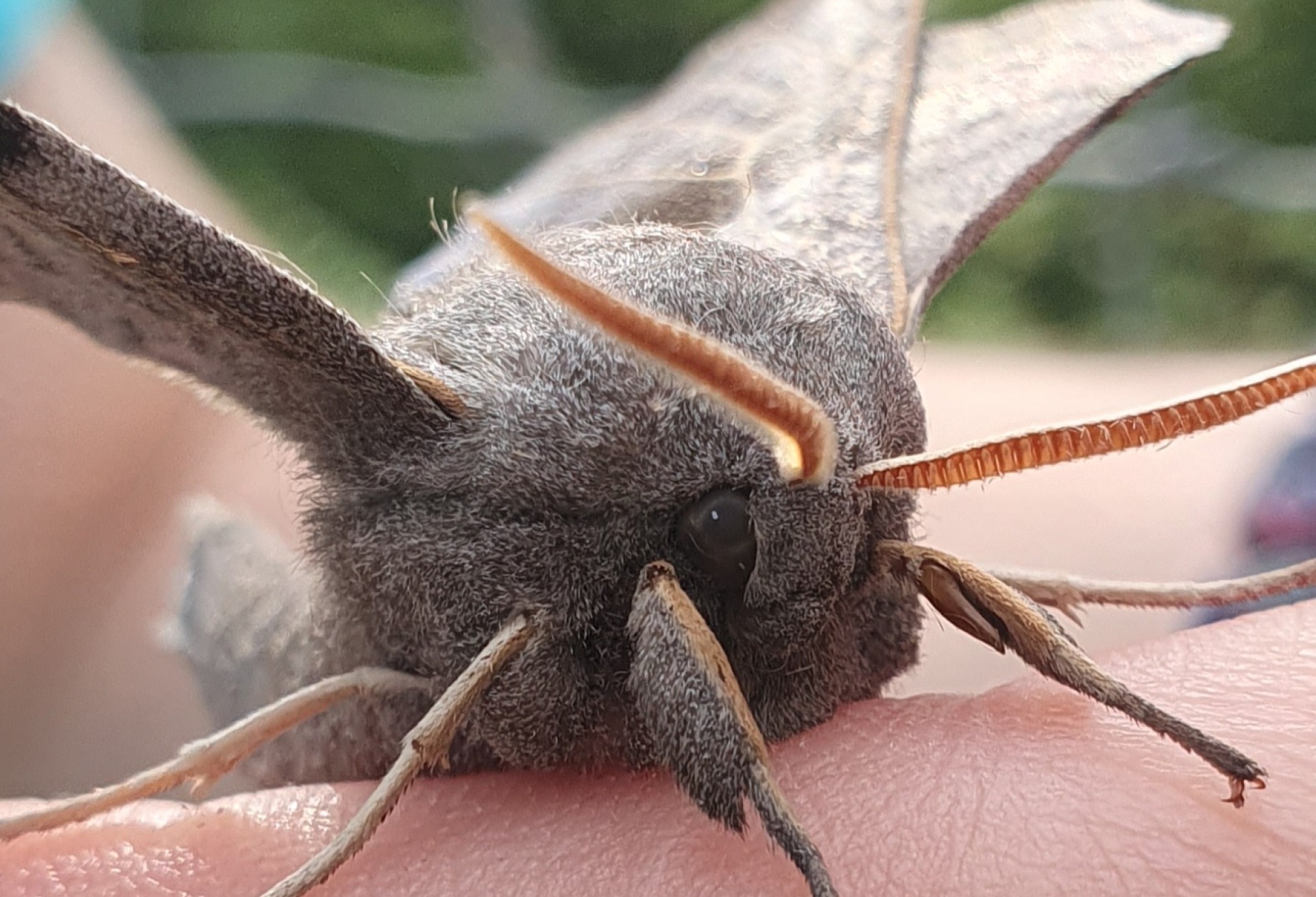 Poplar Hawk Moth