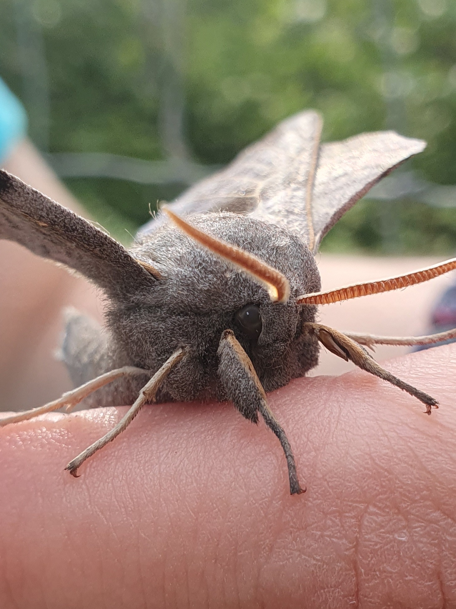 Poplar Hawk Moth