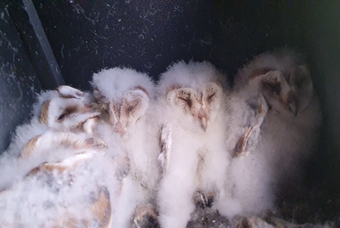 Barn Owl chicks 2023