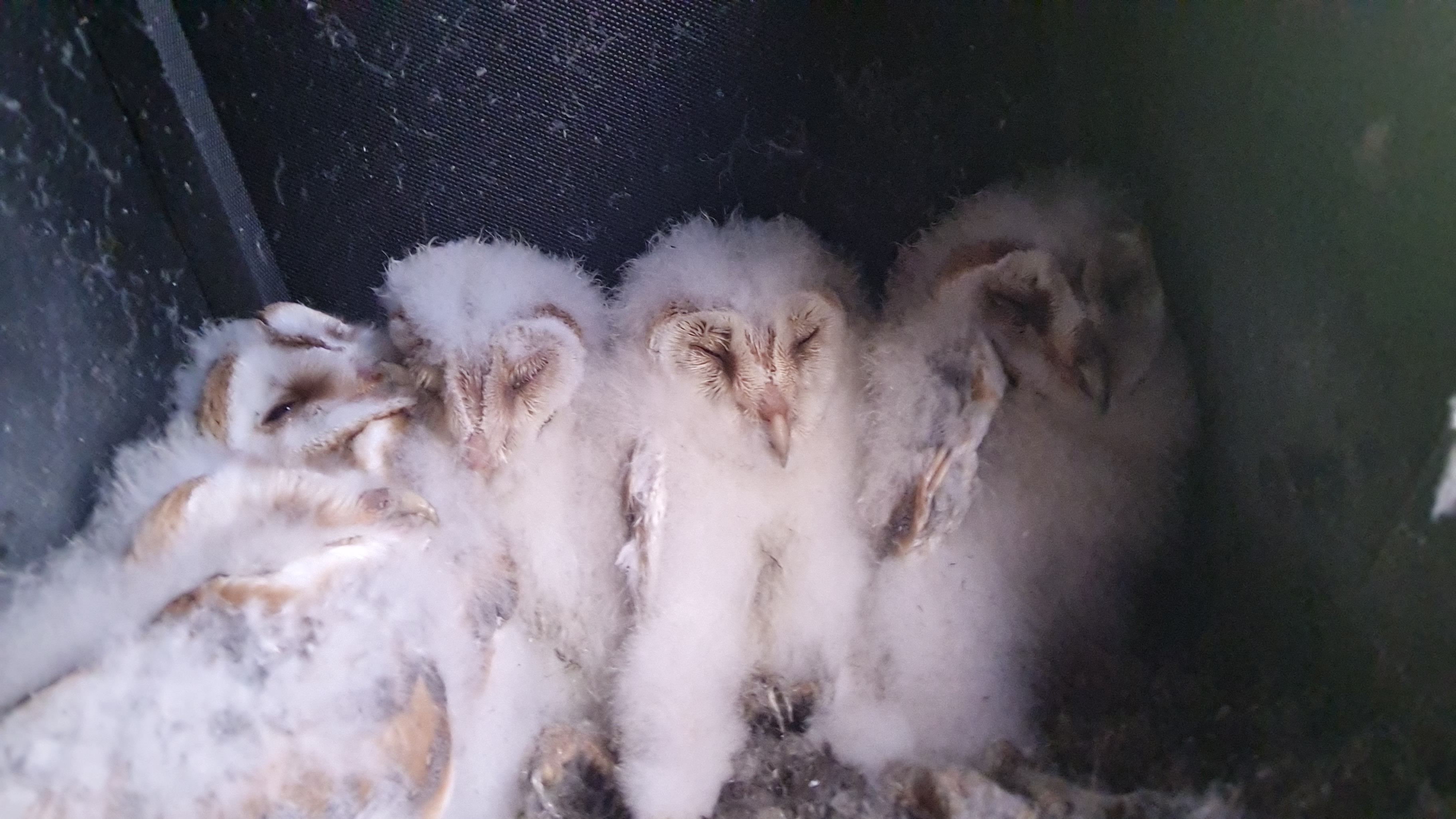 Barn Owl chicks 2023