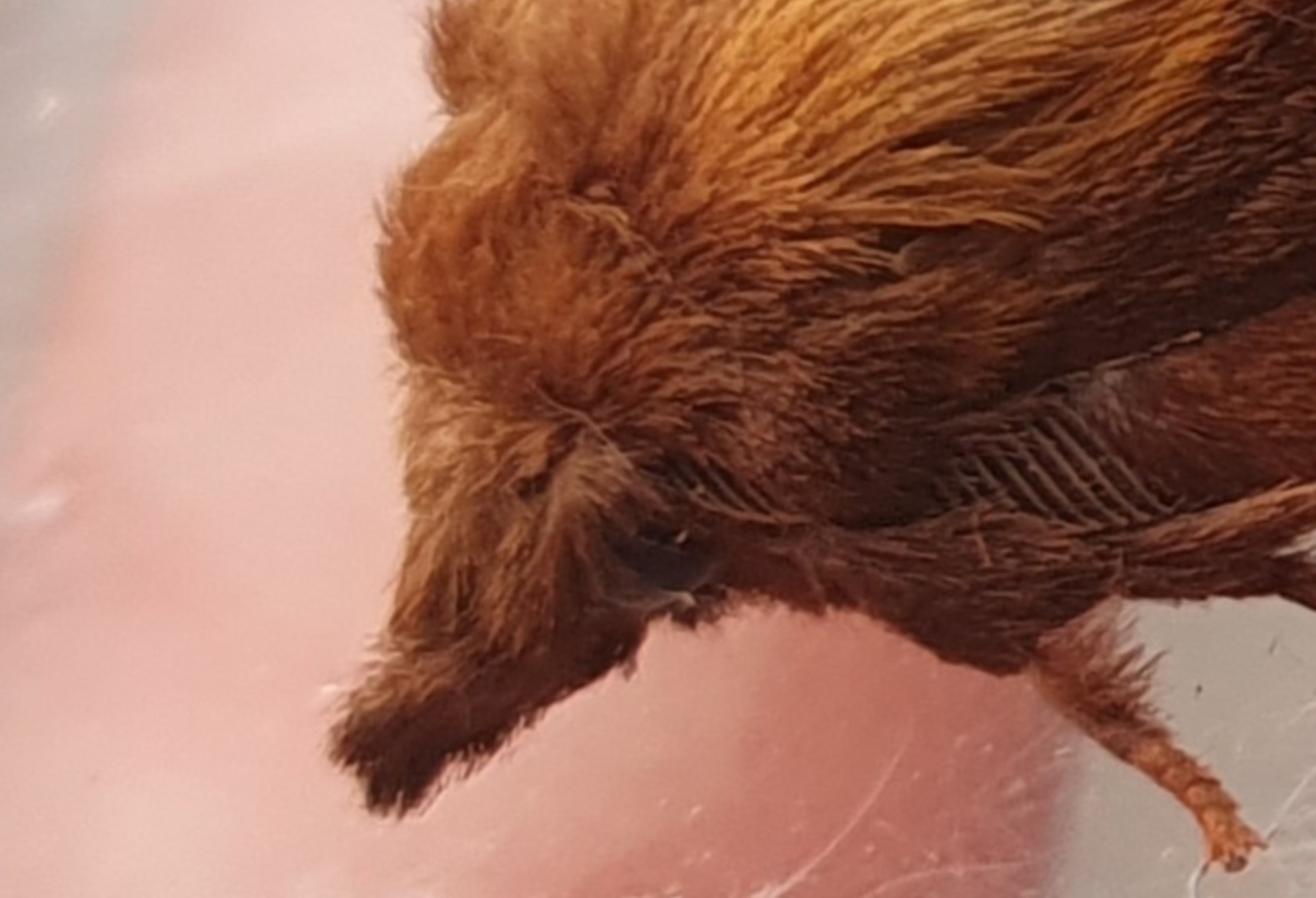 Drinker Moth