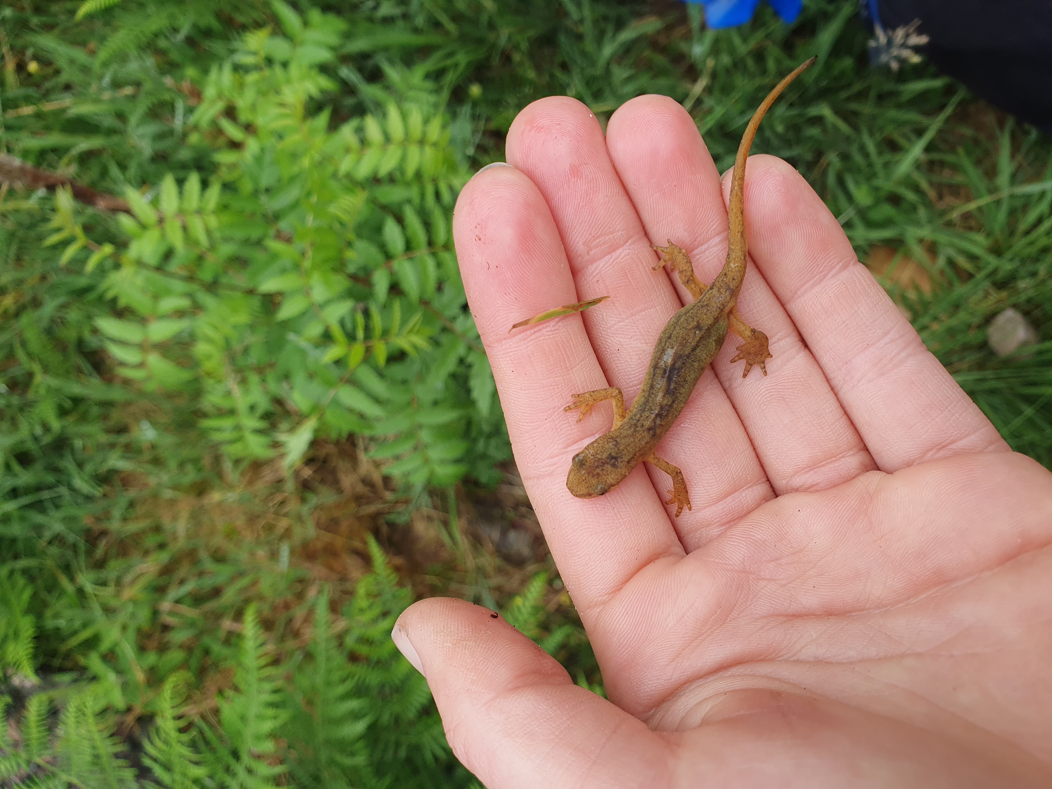 Newt Thing