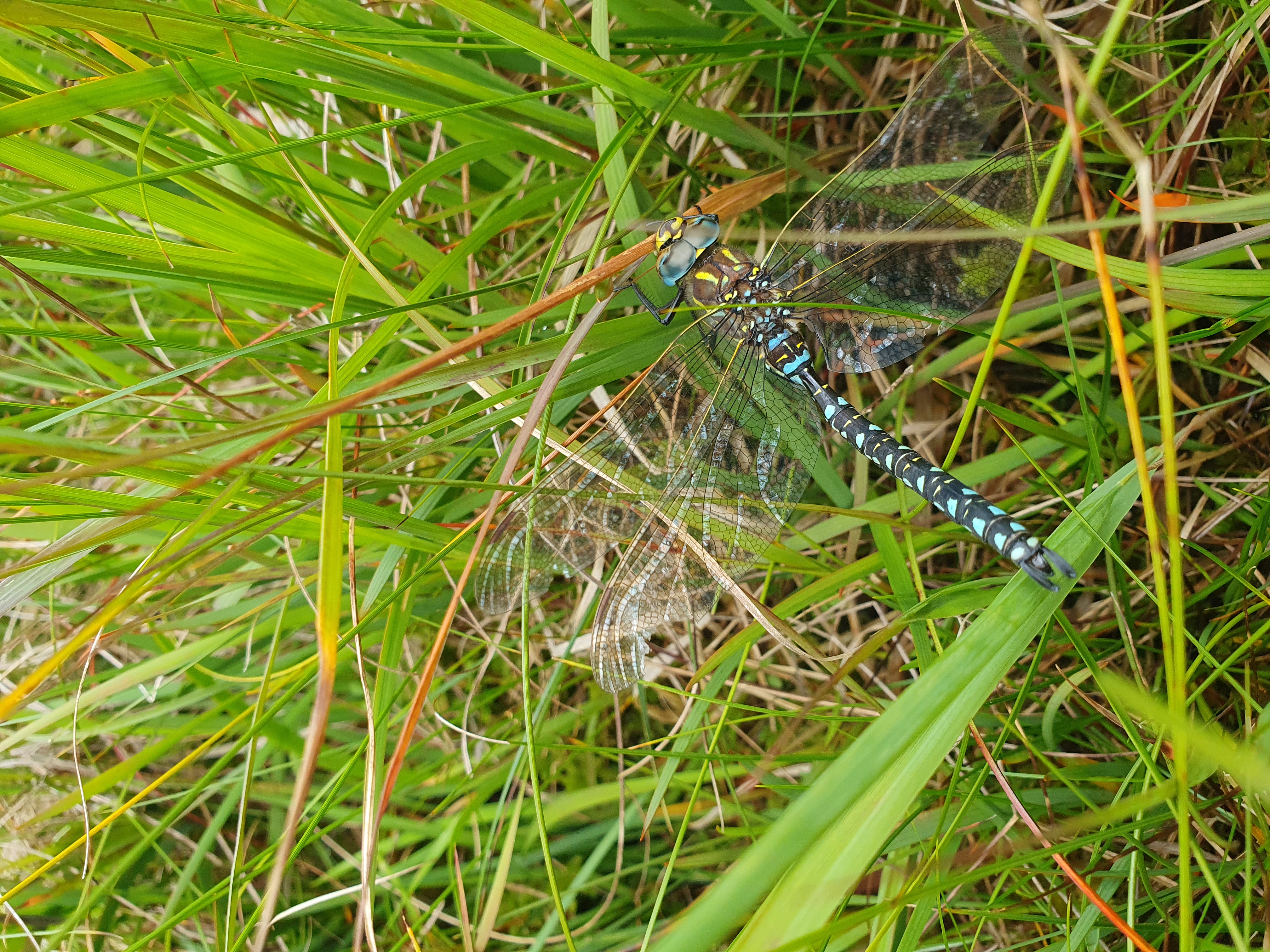 Common Hawker Dragonfly