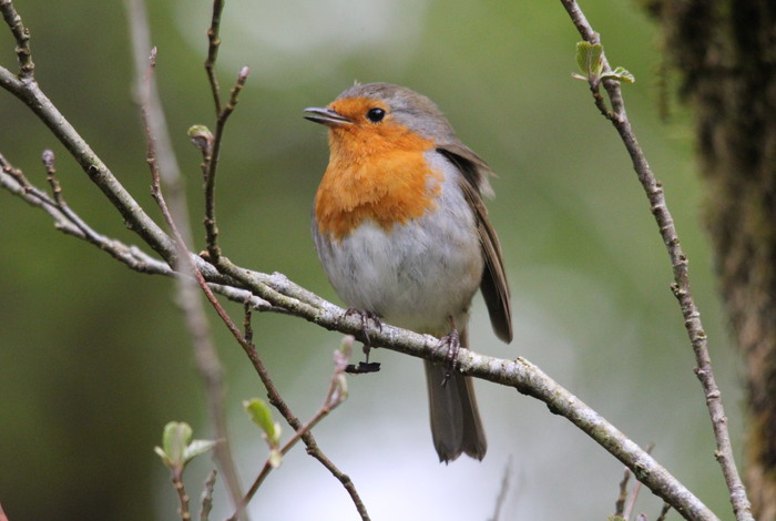 Robin