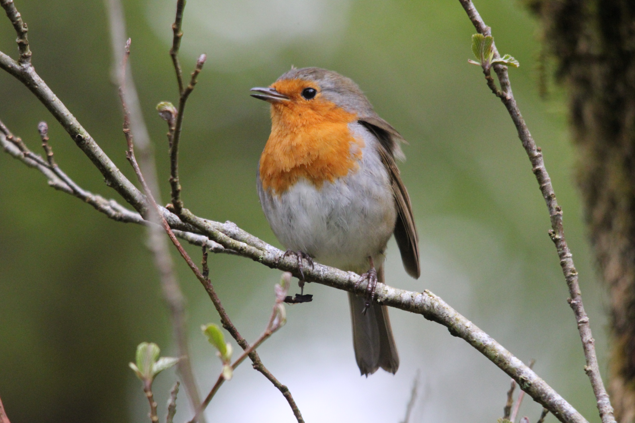 Robin