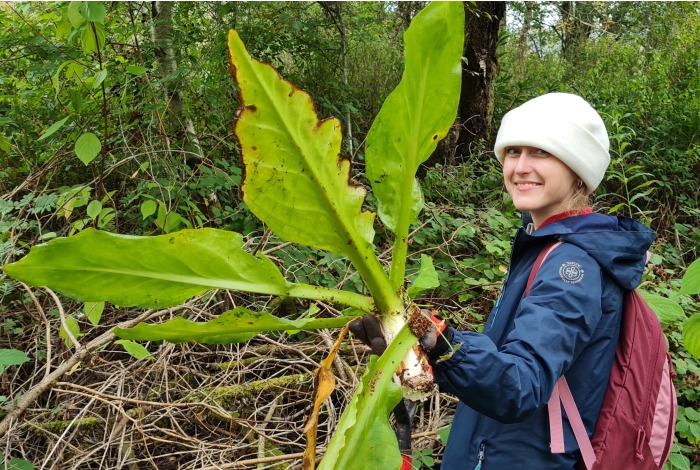 American Skunk Cabbage Removal