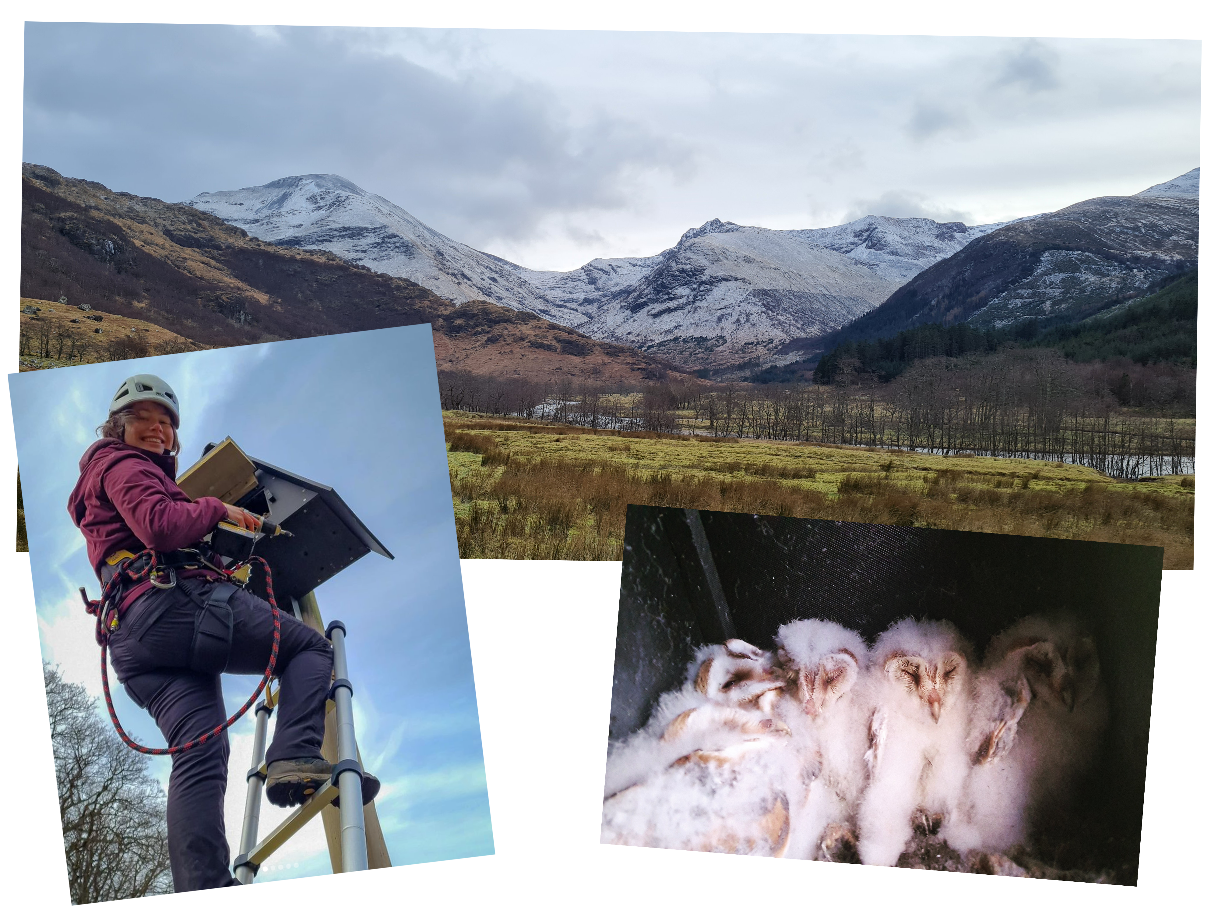 Barn Owls Trainee Rangers