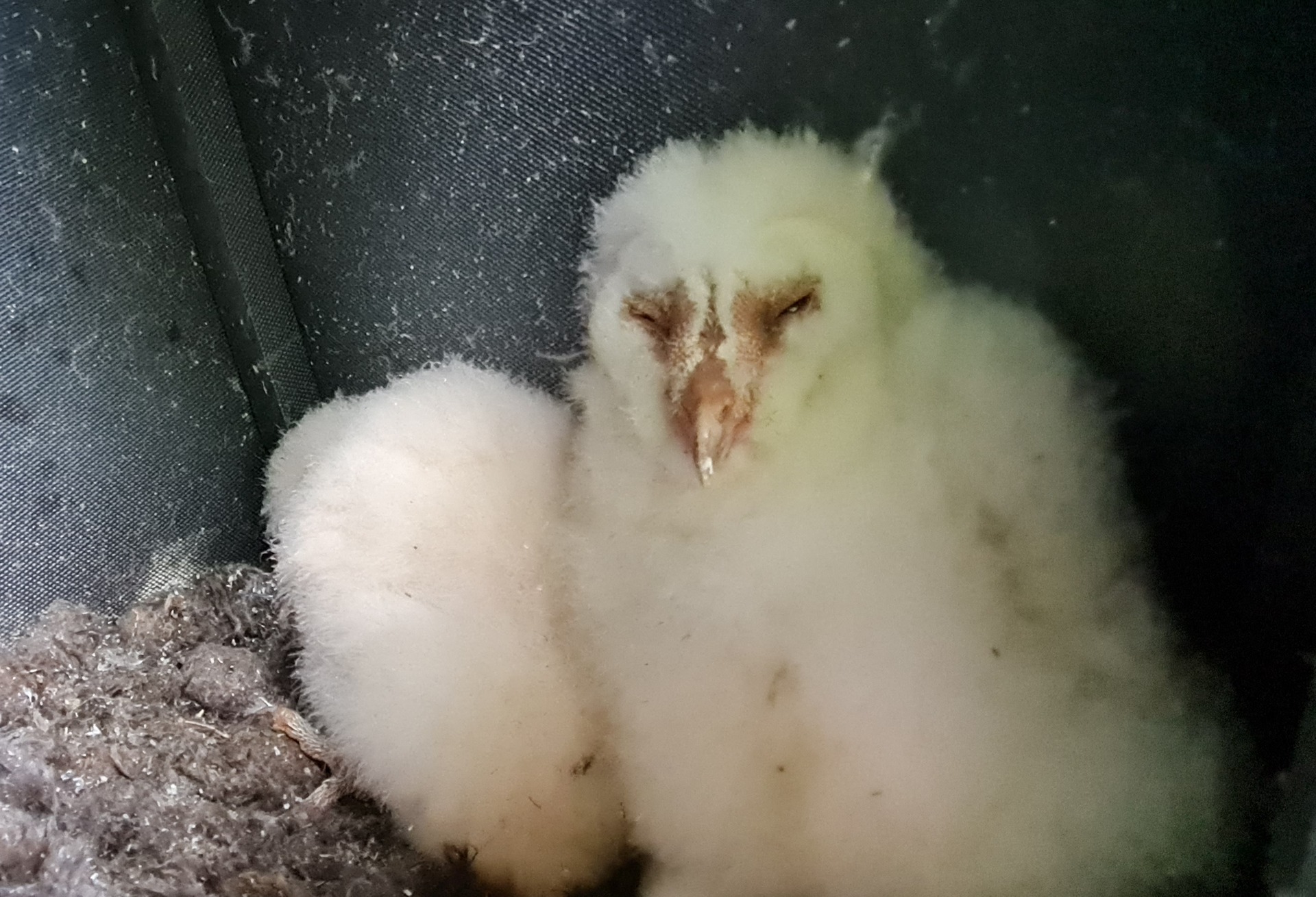 Barn Owl Chick 2024