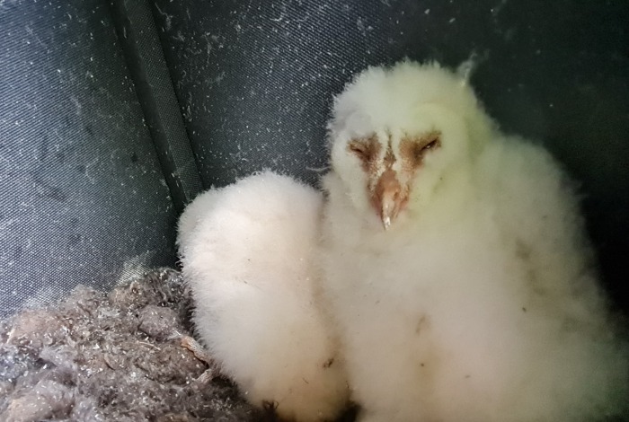 Barn Owl Chick 2024