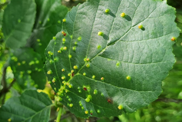 Alder Leaf