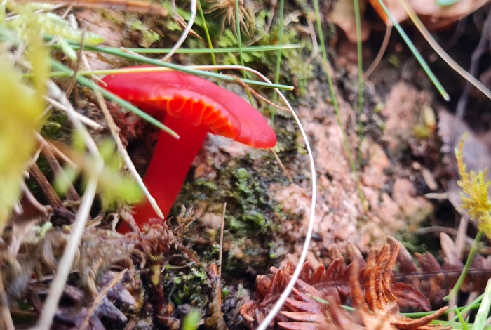 Red Mushroom