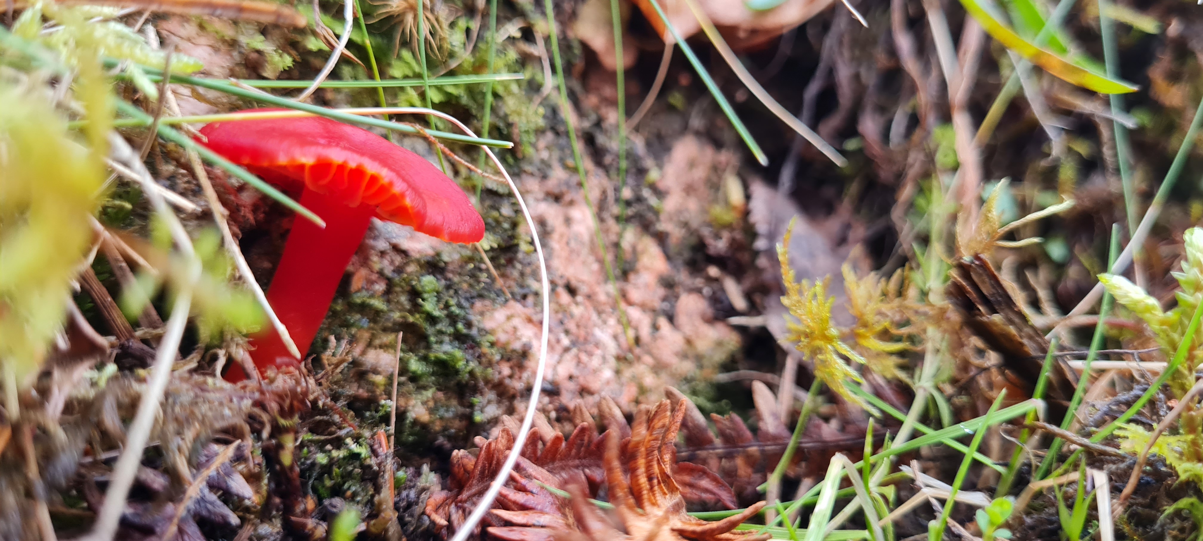 Red Mushroom