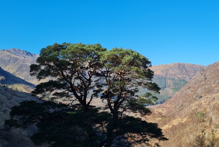 Scots Pine
