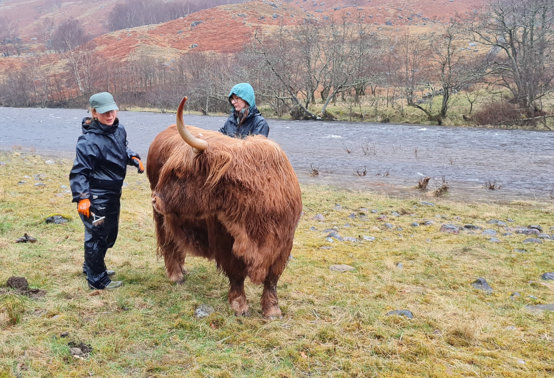 Ranger Students 2025 Highland Cow